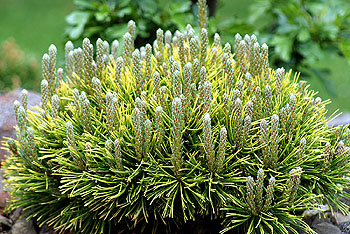 Pinus mugo Winter Gold, Borovica navrubľovaná na kmienku, guľa tvarovaná